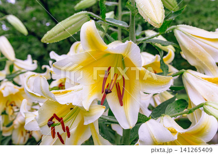 美しい百合の花 美しい百合の花 141265409