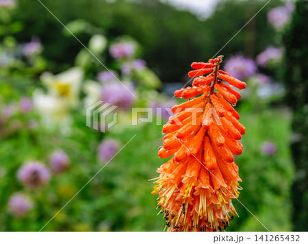 赤いトリトマの花 赤いトリトマの花 141265432