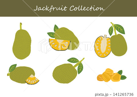 jackfruit collection. jackfruit in different poses jackfruit collection. jackfruit in different poses 141265736