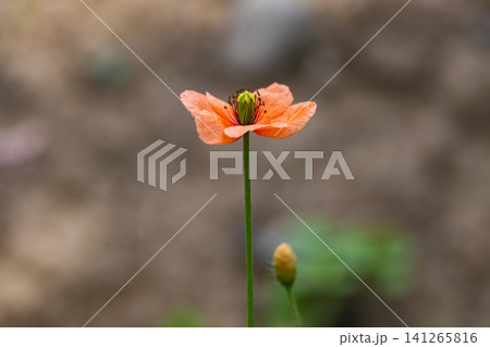 ナガミヒナゲシの一輪(外来種・駆除対象の雑草) ナガミヒナゲシの一輪(外来種・駆除対象の雑草) 141265816