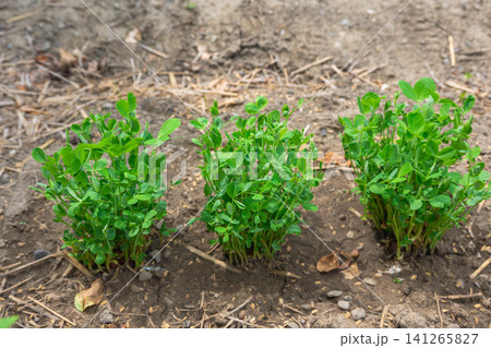 食べた後の豆苗を畑に植えて栽培している様子 食べた後の豆苗を畑に植えて栽培している様子 141265827