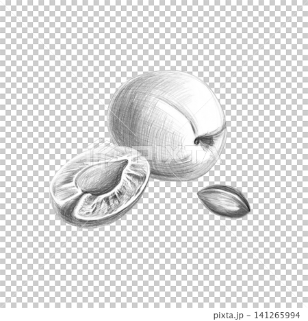 Whole apricot, half and pit. Detailed isolated pencil drawing for design in restaurants, cafes, culinary blogs, food brands, farms, grocery stores, bars. Whole apricot, half and pit. Detailed isolated pencil drawing for design in restaurants, cafes, culinary blogs, food brands, farms, grocery stores, bars. 141265994