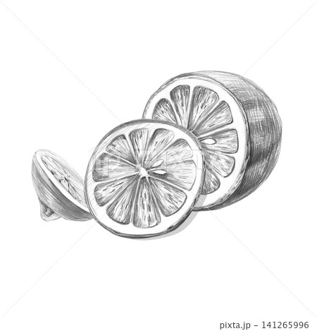 Half a lemon, a slice, and a piece. Detailed isolated pencil drawing for design purposes for restaurants, cafes, culinary blogs, food brands, farms, grocery stores, and bars. 141265996