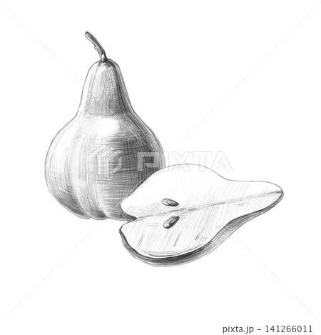 A whole pear and a half. Isolated detailed pencil illustration for restaurants, cafes, culinary blogs, food brands, farms, and grocery stores. A whole pear and a half. Isolated detailed pencil illustration for restaurants, cafes, culinary blogs, food brands, farms, and grocery stores. 141266011