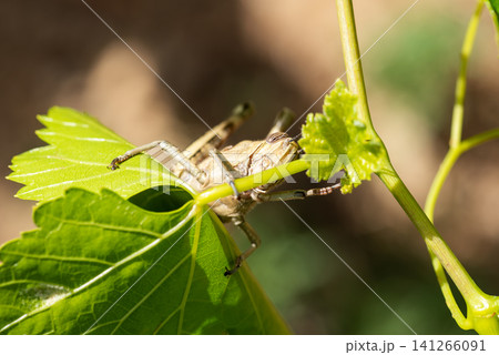 Grasshopper among the vine leaves in spring. Sustainable agriculture. 141266091