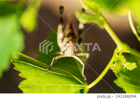 Grasshopper among the vine leaves in spring. Sustainable agriculture. Grasshopper among the vine leaves in spring. Sustainable agriculture. 141266094