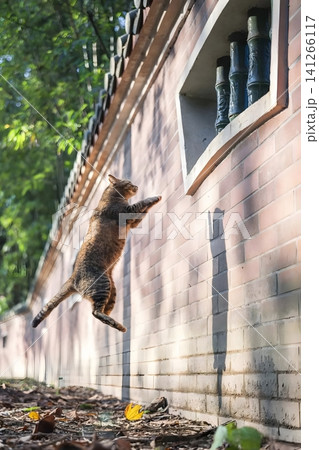 Cat Leaping Up a Brick Wall 141266117