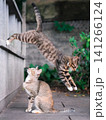 Two cats playing outdoors 141266124