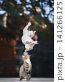 Cat Mid-Air Leap 141266125