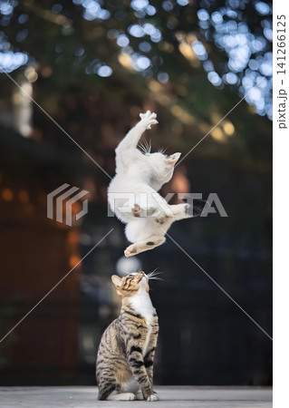 Cat Mid-Air Leap 141266125