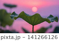 Lotus leaf with dew drops at sunrise 141266126