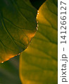 Dewdrops on Lotus Leaf at Sunrise 141266127