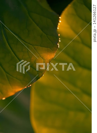 Dewdrops on Lotus Leaf at Sunrise Dewdrops on Lotus Leaf at Sunrise 141266127