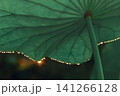 Dewdrops on Lotus Leaf 141266128