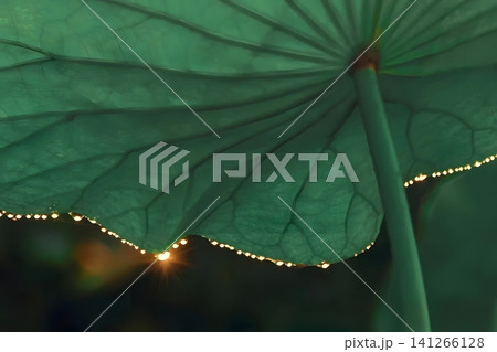 Dewdrops on Lotus Leaf Dewdrops on Lotus Leaf 141266128