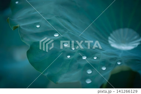 Water Droplets on Lotus Leaf Water Droplets on Lotus Leaf 141266129