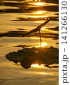 Golden Hour Lotus Leaf Reflection 141266130