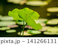 Lotus Leaves in Sunlight 141266131