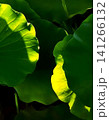 Sunlit Lotus Leaves 141266132