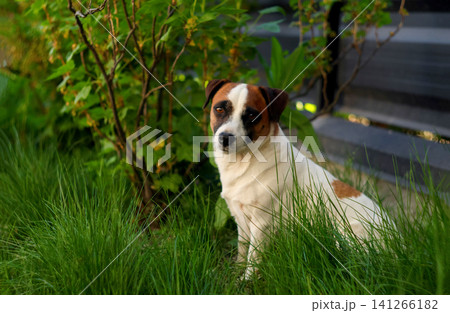 Portrait of a cute Jack Russell Terrier sitting in the tall green grass in the garden, pet lifestyle and animal concept Portrait of a cute Jack Russell Terrier sitting in the tall green grass in the garden, pet lifestyle and animal concept 141266182