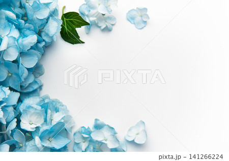 Blue hydrangea flowers creating a beautiful floral border Blue hydrangea flowers creating a beautiful floral border 141266224