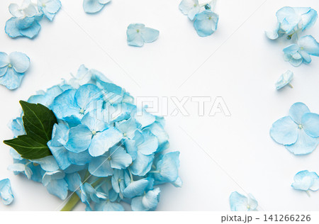 Blue hydrangea bouquet and scattered petals on white background Blue hydrangea bouquet and scattered petals on white background 141266226
