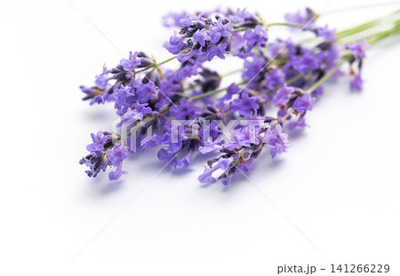 Lavender flowers creating relaxing aromatherapy herbal concept 141266229