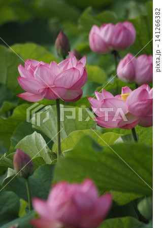 葉の上に落ちた花びら 葉の上に落ちた花びら 141266382