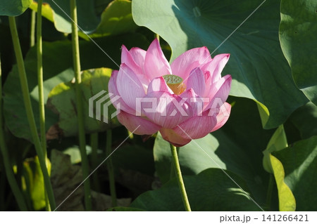 蓮の花のある風景 蓮の花のある風景 141266421