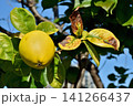 天空の農園の花梨 141266437