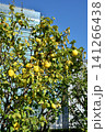 天空の農園の花梨 141266438