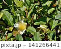 天空の農園のお茶 141266441