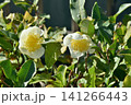 天空の農園のお茶 141266443
