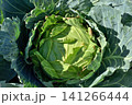 天空の農園のキャベツ 141266444