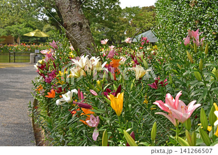 静岡県 可睡ゆりの園 ゆりの花 静岡県 可睡ゆりの園 ゆりの花 141266507