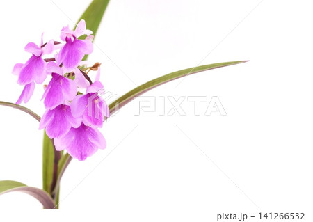 夢ちどり　ウチョウラン　小さい蘭の花　明るい背景 141266532