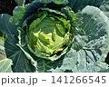 天空の農園のキャベツ 141266545