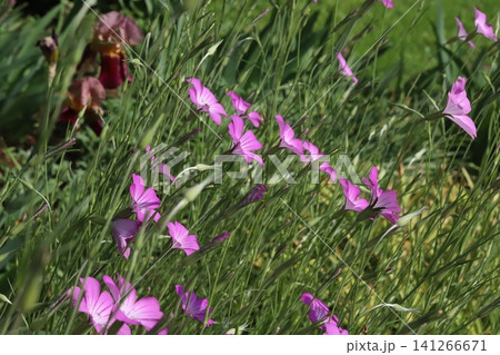 春の公園に咲くピンク色のムギセンノウ(麦仙翁)の花 春の公園に咲くピンク色のムギセンノウ(麦仙翁)の花 141266671