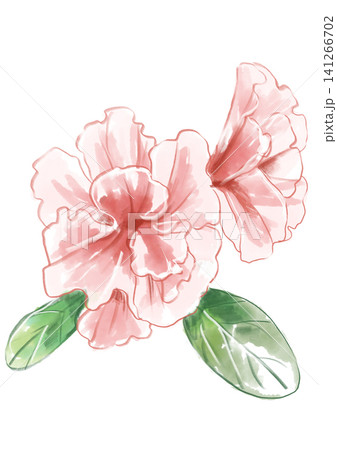 咲き誇るアザレアの花の手描きの水彩イラスト 咲き誇るアザレアの花の手描きの水彩イラスト 141266702