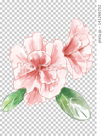 咲き誇るアザレアの花の手描きの水彩イラスト 咲き誇るアザレアの花の手描きの水彩イラスト 141266702