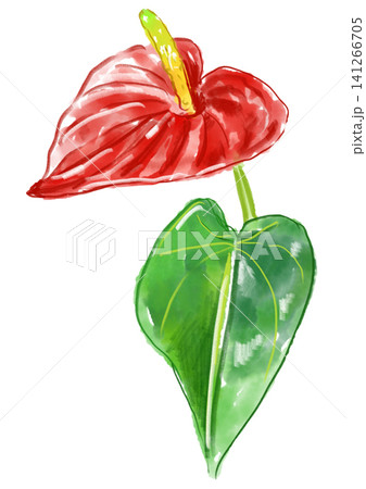 咲き誇るアンスリウムの花の手描きの水彩イラスト 咲き誇るアンスリウムの花の手描きの水彩イラスト 141266705