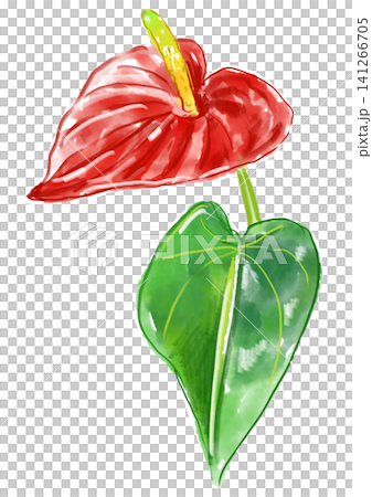 咲き誇るアンスリウムの花の手描きの水彩イラスト 咲き誇るアンスリウムの花の手描きの水彩イラスト 141266705