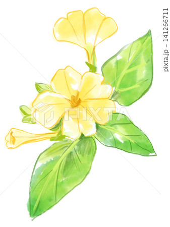 咲き誇る黄色いオシロイバナの花の手描きの水彩イラスト 咲き誇る黄色いオシロイバナの花の手描きの水彩イラスト 141266711