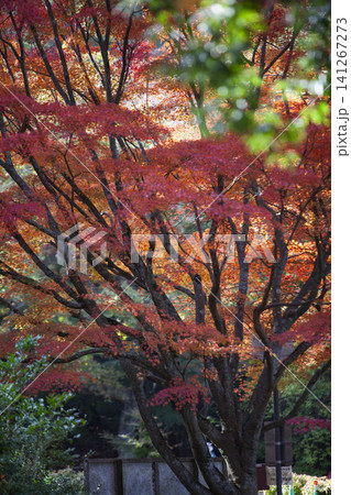 真っ赤な紅葉 真っ赤な紅葉 141267273