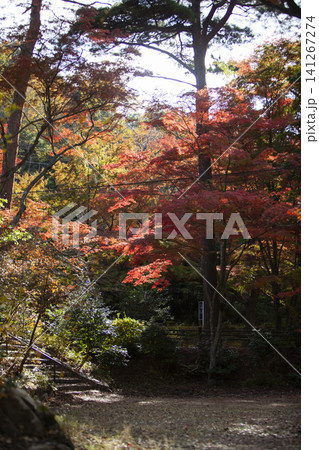 秋の紅葉が美しい 秋の紅葉が美しい 141267274