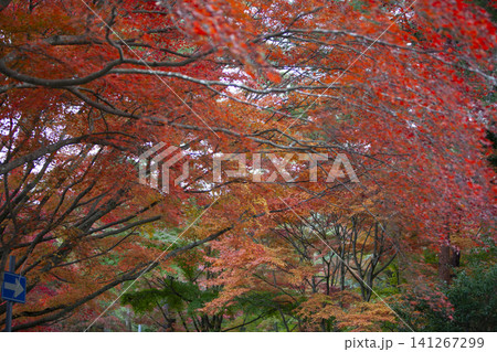 秋の紅葉に染まる 141267299