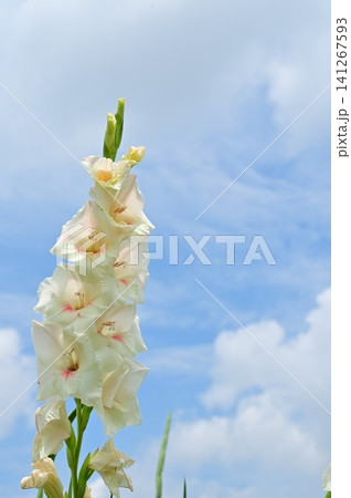 グラジオラス(アヤメ科)トウショウブ属の白い花 グラジオラス(アヤメ科)トウショウブ属の白い花 141267593