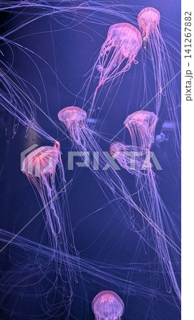 広島もとまち水族館 長い触手をなびかせて泳ぐ幻想的なアカクラゲ 141267882
