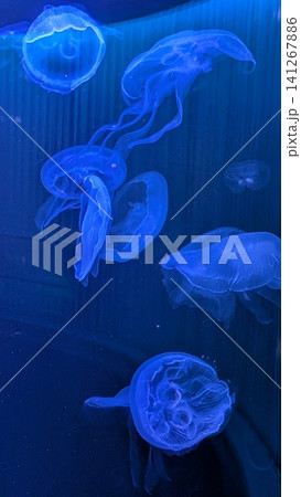 広島もとまち水族館 青い光に照らされて泳ぐ幻想的なミズクラゲ 広島もとまち水族館 青い光に照らされて泳ぐ幻想的なミズクラゲ 141267886