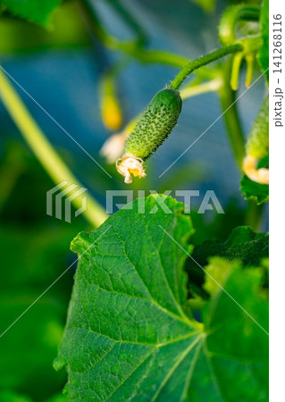Vibrant Green Cucumber Growing Amidst Lush Leaves in a Brightly Lit Garden Setting Vibrant Green Cucumber Growing Amidst Lush Leaves in a Brightly Lit Garden Setting 141268116